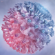Transfert placentaire d’anticorps contre le SARS-CoV-2 : vaccination versus infection
